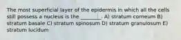 The most superficial layer of the epidermis in which all the cells still possess a nucleus is the ________. A) stratum corneum B) stratum basale C) stratum spinosum D) stratum granulosum E) stratum lucidum