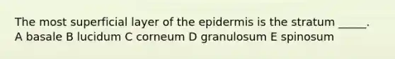 The most superficial layer of the epidermis is the stratum _____. A basale B lucidum C corneum D granulosum E spinosum