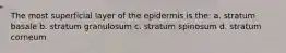 The most superficial layer of the epidermis is the: a. stratum basale b. stratum granulosum c. stratum spinosum d. stratum corneum