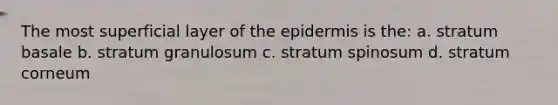 The most superficial layer of the epidermis is the: a. stratum basale b. stratum granulosum c. stratum spinosum d. stratum corneum