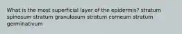 What is the most superficial layer of the epidermis? stratum spinosum stratum granulosum stratum corneum stratum germinativum