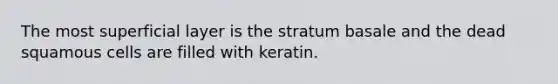 The most superficial layer is the stratum basale and the dead squamous cells are filled with keratin.