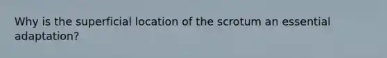 Why is the superficial location of the scrotum an essential adaptation?