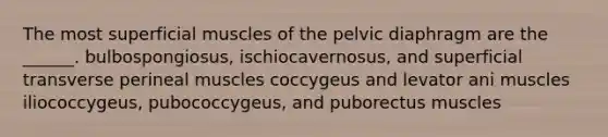 The most superficial muscles of the pelvic diaphragm are the ______. bulbospongiosus, ischiocavernosus, and superficial transverse perineal muscles coccygeus and levator ani muscles iliococcygeus, pubococcygeus, and puborectus muscles