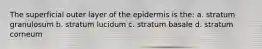 The superficial outer layer of the epidermis is the: a. stratum granulosum b. stratum lucidum c. stratum basale d. stratum corneum