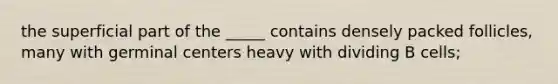 the superficial part of the _____ contains densely packed follicles, many with germinal centers heavy with dividing B cells;