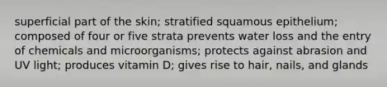 superficial part of the skin; stratified squamous epithelium; composed of four or five strata prevents water loss and the entry of chemicals and microorganisms; protects against abrasion and UV light; produces vitamin D; gives rise to hair, nails, and glands