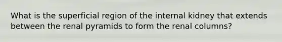 What is the superficial region of the internal kidney that extends between the renal pyramids to form the renal columns?