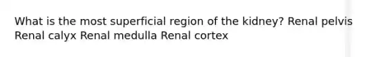 What is the most superficial region of the kidney? Renal pelvis Renal calyx Renal medulla Renal cortex