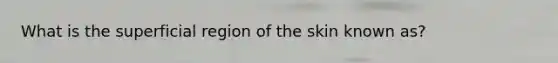 What is the superficial region of the skin known as?