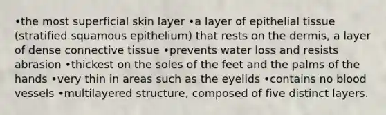 •the most superficial skin layer •a layer of epithelial tissue (stratified squamous epithelium) that rests on the dermis, a layer of dense connective tissue •prevents water loss and resists abrasion •thickest on the soles of the feet and the palms of the hands •very thin in areas such as the eyelids •contains no blood vessels •multilayered structure, composed of five distinct layers.