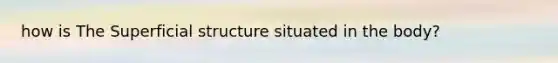 how is The Superficial structure situated in the body?