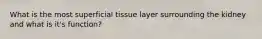 What is the most superficial tissue layer surrounding the kidney and what is it's function?