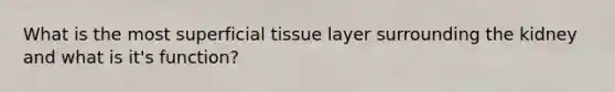 What is the most superficial tissue layer surrounding the kidney and what is it's function?