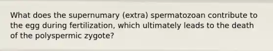 What does the supernumary (extra) spermatozoan contribute to the egg during fertilization, which ultimately leads to the death of the polyspermic zygote?