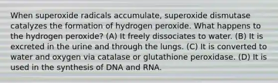 When superoxide radicals accumulate, superoxide dismutase catalyzes the formation of hydrogen peroxide. What happens to the hydrogen peroxide? (A) It freely dissociates to water. (B) It is excreted in the urine and through the lungs. (C) It is converted to water and oxygen via catalase or glutathione peroxidase. (D) It is used in the synthesis of DNA and RNA.