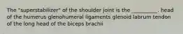 The "superstabilizer" of the shoulder joint is the __________. head of the humerus glenohumeral ligaments glenoid labrum tendon of the long head of the biceps brachii