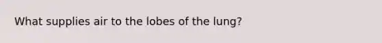 What supplies air to the lobes of the lung?