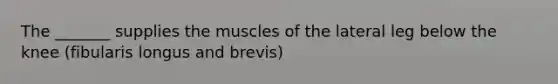 The _______ supplies the muscles of the lateral leg below the knee (fibularis longus and brevis)