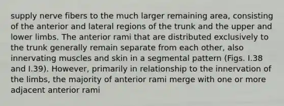 supply nerve fibers to the much larger remaining area, consisting of the anterior and lateral regions of the trunk and the upper and lower limbs. The anterior rami that are distributed exclusively to the trunk generally remain separate from each other, also innervating muscles and skin in a segmental pattern (Figs. I.38 and I.39). However, primarily in relationship to the innervation of the limbs, the majority of anterior rami merge with one or more adjacent anterior rami