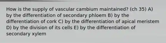 How is the supply of vascular cambium maintained? (ch 35) A) by the differentiation of secondary phloem B) by the differentiation of cork C) by the differentiation of apical meristem D) by the division of its cells E) by the differentiation of secondary xylem