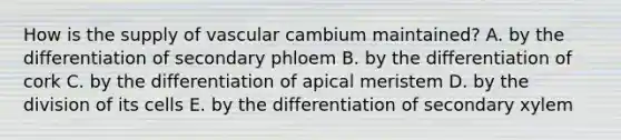 How is the supply of vascular cambium maintained? A. by the differentiation of secondary phloem B. by the differentiation of cork C. by the differentiation of apical meristem D. by the division of its cells E. by the differentiation of secondary xylem