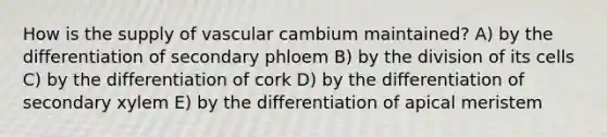 How is the supply of vascular cambium maintained? A) by the differentiation of secondary phloem B) by the division of its cells C) by the differentiation of cork D) by the differentiation of secondary xylem E) by the differentiation of apical meristem