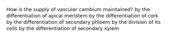 How is the supply of vascular cambium maintained? by the differentiation of apical meristem by the differentiation of cork by the differentiation of secondary phloem by the division of its cells by the differentiation of secondary xylem