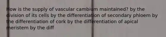 How is the supply of vascular cambium maintained? by the division of its cells by the differentiation of secondary phloem by the differentiation of cork by the differentiation of apical meristem by the diff