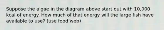 Suppose the algae in the diagram above start out with 10,000 kcal of energy. How much of that energy will the large fish have available to use? (use food web)