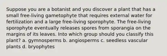 Suppose you are a botanist and you discover a plant that has a small free-living gametophyte that requires external water for fertilization and a large free-living sporophyte. The free-living sporophyte eventually releases spores from sporangia on the margins of its leaves. Into which group should you classify this plant? a. gymnosperms b. angiosperms c. seedless <a href='https://www.questionai.com/knowledge/kbaUXKuBoK-vascular-plants' class='anchor-knowledge'>vascular plants</a> d. bryophytes