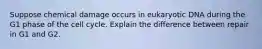 Suppose chemical damage occurs in eukaryotic DNA during the G1 phase of the cell cycle. Explain the difference between repair in G1 and G2.