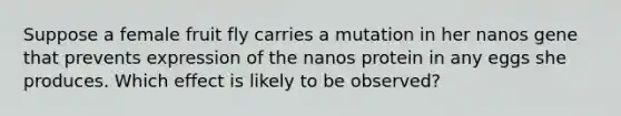 Suppose a female fruit fly carries a mutation in her nanos gene that prevents expression of the nanos protein in any eggs she produces. Which effect is likely to be observed?