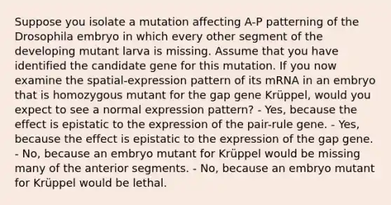 Suppose you isolate a mutation affecting A-P patterning of the Drosophila embryo in which every other segment of the developing mutant larva is missing. Assume that you have identified the candidate gene for this mutation. If you now examine the spatial-expression pattern of its mRNA in an embryo that is homozygous mutant for the gap gene Krüppel, would you expect to see a normal expression pattern? - Yes, because the effect is epistatic to the expression of the pair-rule gene. - Yes, because the effect is epistatic to the expression of the gap gene. - No, because an embryo mutant for Krüppel would be missing many of the anterior segments. - No, because an embryo mutant for Krüppel would be lethal.