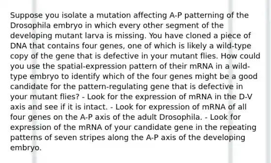 Suppose you isolate a mutation affecting A-P patterning of the Drosophila embryo in which every other segment of the developing mutant larva is missing. You have cloned a piece of DNA that contains four genes, one of which is likely a wild-type copy of the gene that is defective in your mutant flies. How could you use the spatial-expression pattern of their mRNA in a wild-type embryo to identify which of the four genes might be a good candidate for the pattern-regulating gene that is defective in your mutant flies? - Look for the expression of mRNA in the D-V axis and see if it is intact. - Look for expression of mRNA of all four genes on the A-P axis of the adult Drosophila. - Look for expression of the mRNA of your candidate gene in the repeating patterns of seven stripes along the A-P axis of the developing embryo.