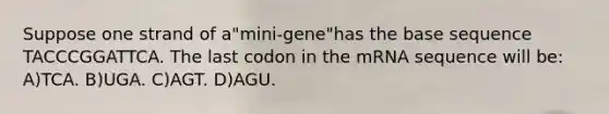 Suppose one strand of a"mini-gene"has the base sequence TACCCGGATTCA. The last codon in the mRNA sequence will be: A)TCA. B)UGA. C)AGT. D)AGU.