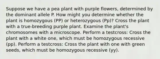 Suppose we have a pea plant with purple flowers, determined by the dominant allele P. How might you determine whether the plant is homozygous (PP) or heterozygous (Pp)? Cross the plant with a true-breeding purple plant. Examine the plant's chromosomes with a microscope. Perform a testcross: Cross the plant with a white one, which must be homozygous recessive (pp). Perform a testcross: Cross the plant with one with green seeds, which must be homozygous recessive (yy).