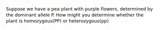 Suppose we have a pea plant with purple flowers, determined by the dominant allele P. How might you determine whether the plant is homozygous(PP) or heterozygous(pp)