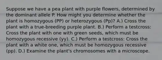 Suppose we have a pea plant with purple flowers, determined by the dominant allele P. How might you determine whether the plant is homozygous (PP) or heterozygous (Pp)? A.) Cross the plant with a true-breeding purple plant. B.) Perform a testcross: Cross the plant with one with green seeds, which must be homozygous recessive (yy). C.) Perform a testcross: Cross the plant with a white one, which must be homozygous recessive (pp). D.) Examine the plant's chromosomes with a microscope.