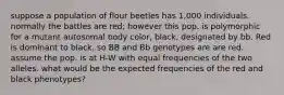 suppose a population of flour beetles has 1,000 individuals. normally the battles are red; however this pop. is polymorphic for a mutant autosomal body color, black, designated by bb. Red is dominant to black. so BB and Bb genotypes are are red. assume the pop. is at H-W with equal frequencies of the two alleles. what would be the expected frequencies of the red and black phenotypes?