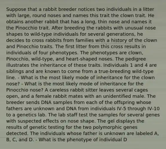 Suppose that a rabbit breeder notices two individuals in a litter with large, round noses and names this trait the clown trait. He obtains another rabbit that has a long, thin nose and names it the Pinocchio trait. After breeding the rabbits with unusual nose shapes to wild‑type individuals for several generations, he decides to cross rabbits from families with a history of the clown and Pinocchio traits. The first litter from this cross results in individuals of four phenotypes. The phenotypes are clown, Pinocchio, wild‑type, and heart‑shaped noses. The pedigree illustrates the inheritance of these traits. Individuals 1 and 4 are siblings and are known to come from a true‑breeding wild‑type line. - What is the most likely mode of inheritance for the clown nose? - What is the most likely mode of inheritance for the Pinocchio nose? A careless rabbit sitter leaves several cages open, and a female rabbit mates with an unidentified male. The breeder sends DNA samples from each of the offspring whose fathers are unknown and DNA from individuals IV‑5 through IV‑10 to a genetics lab. The lab staff test the samples for several genes with suspected effects on nose shape. The gel displays the results of genetic testing for the two polymorphic genes detected. The individuals whose father is unknown are labeled A, B, C, and D. - What is the phenotype of individual D