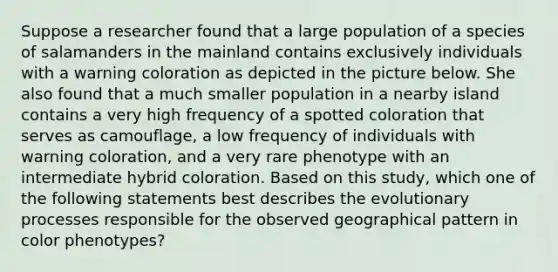 Suppose a researcher found that a large population of a species of salamanders in the mainland contains exclusively individuals with a warning coloration as depicted in the picture below. She also found that a much smaller population in a nearby island contains a very high frequency of a spotted coloration that serves as camouflage, a low frequency of individuals with warning coloration, and a very rare phenotype with an intermediate hybrid coloration. Based on this study, which one of the following statements best describes the evolutionary processes responsible for the observed geographical pattern in color phenotypes?