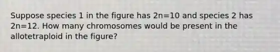 Suppose species 1 in the figure has 2n=10 and species 2 has 2n=12. How many chromosomes would be present in the allotetraploid in the figure?