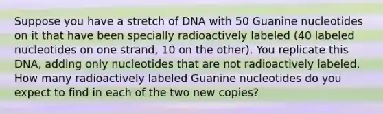 Suppose you have a stretch of DNA with 50 Guanine nucleotides on it that have been specially radioactively labeled (40 labeled nucleotides on one strand, 10 on the other). You replicate this DNA, adding only nucleotides that are not radioactively labeled. How many radioactively labeled Guanine nucleotides do you expect to find in each of the two new copies?