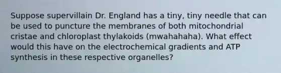 Suppose supervillain Dr. England has a tiny, tiny needle that can be used to puncture the membranes of both mitochondrial cristae and chloroplast thylakoids (mwahahaha). What effect would this have on the electrochemical gradients and ATP synthesis in these respective organelles?