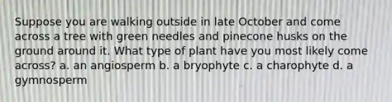 Suppose you are walking outside in late October and come across a tree with green needles and pinecone husks on the ground around it. What type of plant have you most likely come across? a. an angiosperm b. a bryophyte c. a charophyte d. a gymnosperm