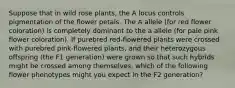 Suppose that in wild rose plants, the A locus controls pigmentation of the flower petals. The A allele (for red flower coloration) is completely dominant to the a allele (for pale pink flower coloration). If purebred red-flowered plants were crossed with purebred pink-flowered plants, and their heterozygous offspring (the F1 generation) were grown so that such hybrids might be crossed among themselves, which of the following flower phenotypes might you expect in the F2 generation?