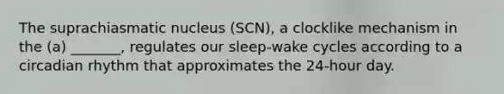 The suprachiasmatic nucleus (SCN), a clocklike mechanism in the (a) _______, regulates our sleep-wake cycles according to a circadian rhythm that approximates the 24-hour day.