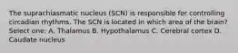 The suprachiasmatic nucleus (SCN) is responsible for controlling circadian rhythms. The SCN is located in which area of the brain? Select one: A. Thalamus B. Hypothalamus C. Cerebral cortex D. Caudate nucleus