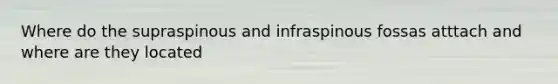 Where do the supraspinous and infraspinous fossas atttach and where are they located